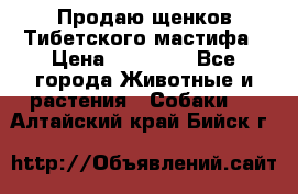 Продаю щенков Тибетского мастифа › Цена ­ 45 000 - Все города Животные и растения » Собаки   . Алтайский край,Бийск г.